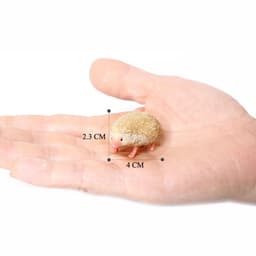 image-SamKaLa Hedgehog Spiny Anteater Figurines - Realistic Wildlife Model Toys